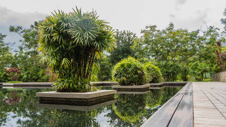 There are paved paths in the tropical garden. In an artificial pond, on platforms, green lush plants grow. Reflection on the water. Seychelles.の写真素材