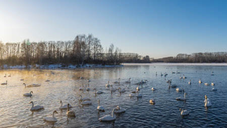 A flock of white swans swims in an ice-free lake at sunset. Golden haze and steam over the water. Bare trees against the blue sky. Altai. Lake Svetloyeの写真素材