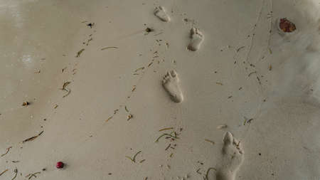 Footprints on the wet sand of the beach. Scattered around are dry blades of grass, fallen fruit....