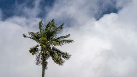 Palm tree on the background of blue sky and white clouds. Long leaves green flutter in the wind. Coconuts are visible among the foliage. copy spaceの写真素材