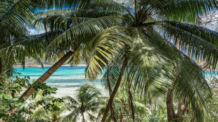 Through the lush green leaves of palm trees, you can see the turquoise ocean, the foam of waves and...