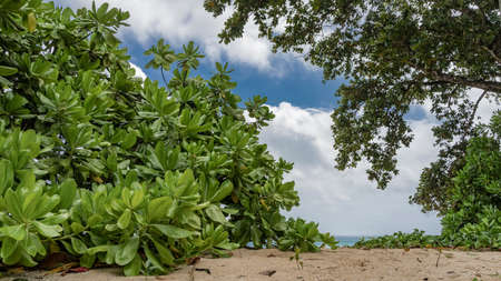 There are lush green bushes and trees on the sandy beach. Ahead you can see the turquoise ocean,...