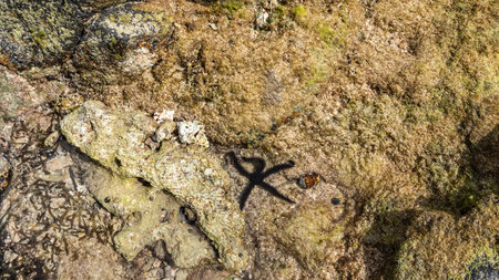 At low tide, the rocky bottom is visible through the clear ocean water. On the rocks there is a...