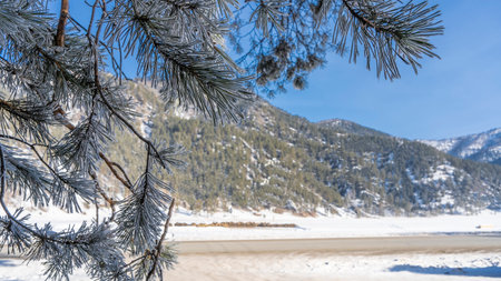Pine branches. close-up. The long needles are covered with white frost. Soft background - mountain, blue sky. Altaiの写真素材