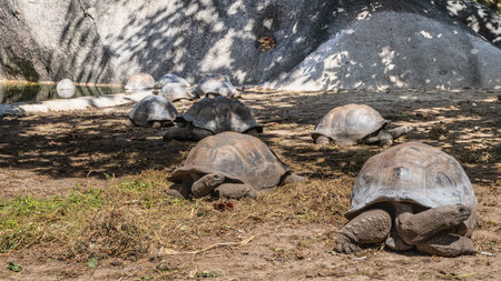 Giant turtles Aldabrachelys Gigantea, walking along the corral. Visible shells, long wrinkled necks, paws. Granite rocks around. Seychelles. La Digue Islandの写真素材