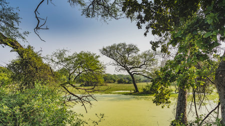 Amazing landscape of Keoladeo National Park. Trees grow in a swamp covered with green duckweed....