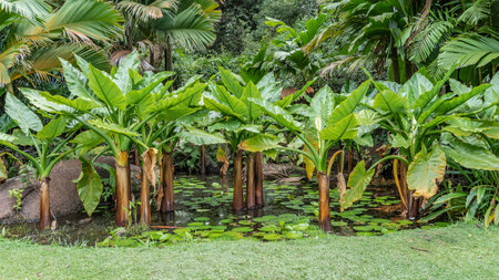 Exotic water bananas Typhonodorum lindleyanum grow in the pond of the botanical garden. stem thick and large spreading leaves. Water lilies are floating around. Seychelles. Maheの写真素材