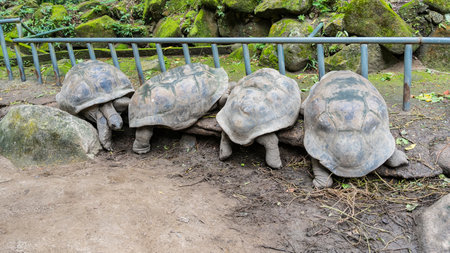 Giant turtles Aldabrachelys gigantea gathered in the corral at the fence and are trying to get out. Shells and paws are visible. Mossy boulders in the background. Seychelles.の写真素材