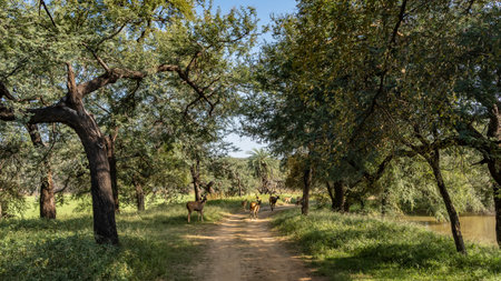 A group of axis spotted deer chital runs along a dirt road in the jungle. There is lush grass and...