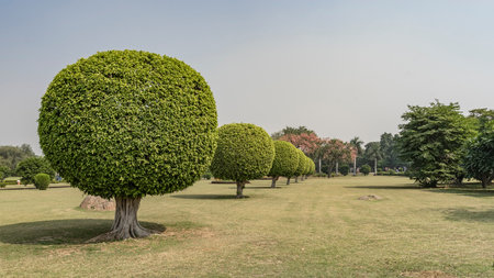 Spherical trimmed trees grow in a row on a green park lawn. Round shadows on the ground. blue sky....
