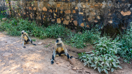Two langur monkeys Semnopithecus entellus are sitting quietly on the side of a dirt road among the...