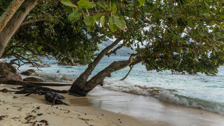 Tropical trees bent over the turquoise ocean. Exposed roots protrude above the sand. Waves are foaming on the beach. Boulders are scattered in the water. Seychelles. Mahe.の写真素材