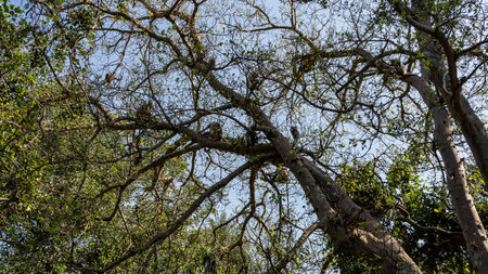 Spreading branches of a tree against the blue sky. Silhouettes of seated Langur monkeys can be seen on the branches. India. Ranthambore National Park.の写真素材