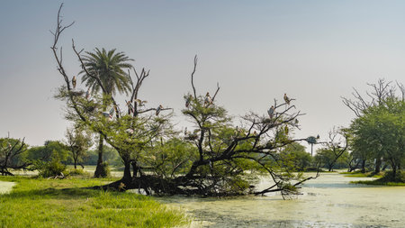 The swamp is covered with duckweed. The trunk of a fallen tree lies in the water. A flock of birds Mycteria leucocephala nests on the branches. Green grass on the shore. Palm tree against the blue skyの写真素材