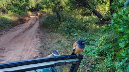 An Indian magpie Rufous treepie sat down on the edge of the SUV's windshield. You can see the bright...