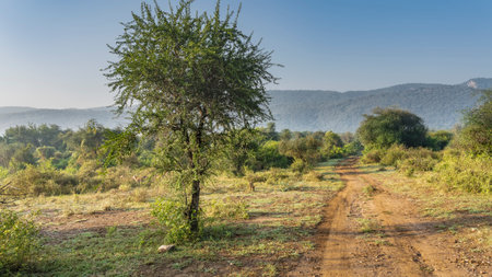 Morning in the jungle. The dirt road for safari goes ahead. On the roadsides there is green grass,...