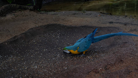 A bright macaw parrot with blue-yellow plumage sits on the ground, eating grains. The eyes, beak,...