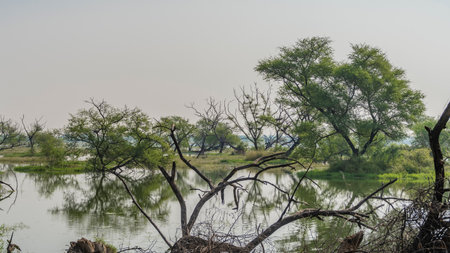Sprawling trees and green grass grow on the shore of a calm lake in a swampy area. A spotted deer grazes in the distance. A mirror image in the water. India. Keoladeoの写真素材