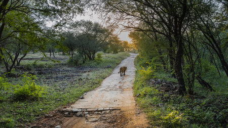 A Bengal tiger walks along a narrow jungle safari road. There is green grass and trees on the...