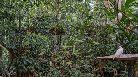 White birds bare-throated bellbird, Procnias nudicollis are sitting at a feeder in a tropical garden. Lush green vegetation around. bird park. brazil. Foz do Iguazuの写真素材