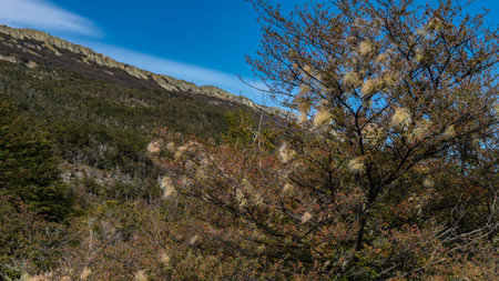 Autumn in Tierra del Fuego National Park. A mountain against a blue sky. In the foreground is a tree...