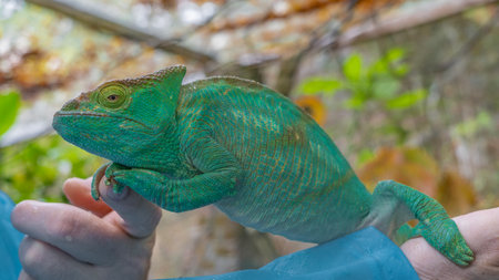 A large bright green chameleon Calumma globifer sits on a man's arm. The paws hold on to the...