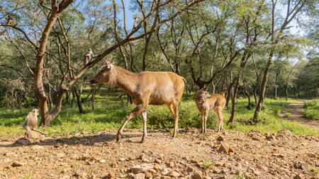 A mother and a baby Indian deer sambar Rusa unicolor are standing on the side of a dirt road....