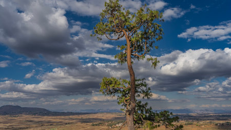 Madagascar landscape. Rural houses are visible in the vast expansions. Mountains in the distance. A tall picturesque coniferous tree against a background of blue sky and clouds.の写真素材