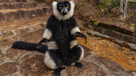 Portrait of lemur Vari. A black and white furry animal sits on a paved path and looks into the camera. The paws are spread apart, the tail is straightened. close-up. Madagascar.の写真素材