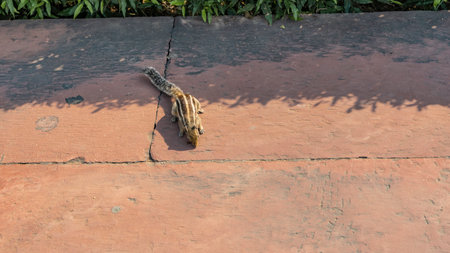 A chipmunk is sitting on a red concrete footpath. Striped fur, fluffy spread tail, paws are visible. View from above. Indiaの写真素材