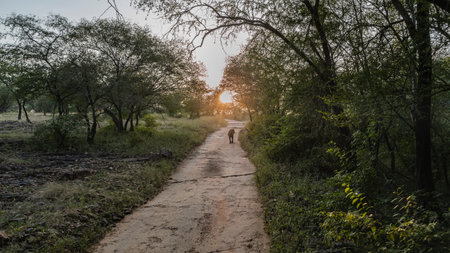 Wild Bengal tiger calmly walks along the road for safari in the jungle. Green vegetation on the...