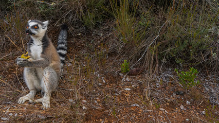 Charming fluffy ring-tailed Lemur catta is sitting on the ground, holding a banana in his paws. Bright orange eyes are visible, tongue sticking out. Madagascar. Lemur Island.の写真素材