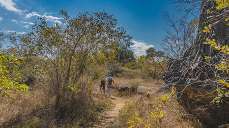 A dirt path winds among the yellowed grass. Two people with backpacks are walking along the trail. Gray limestone karst rocks are visible on the roadside. Madagascar.の写真素材