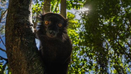 A black lemur Eulemur macaco is sitting on a tree trunk, looking at the camera. Fluffy fur, bright orange eyes. The sun shines through the green foliage against the blue sky.の写真素材