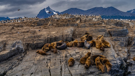 A family of sea lions is located on the rocky slope of the island in the Beagle Channel. Cormorants sit on cliffs and fly. Mountains against a cloudy sky. Argentina.の写真素材