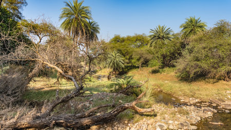 Jungle landscape. In the thickets of bushes and palm trees, by the stream, there is a beautiful...