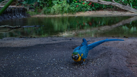 A bright parrot Ara ararauna is sitting on the ground, feeding. Tropical bird with blue-yellow...