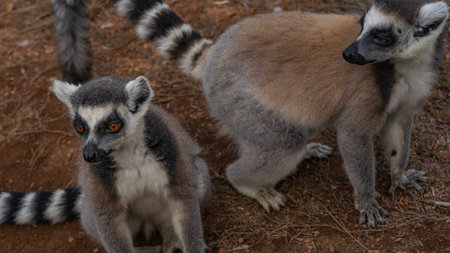Cute ring-tailed lemurs catta are sitting on the ground. Fluffy fur, bright orange eyes. Close-up....