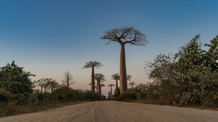 Baobab Alley in the evening. A dirt road runs between rows of tall exotic trees with thick trunks...
