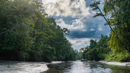 A tribute of the Kinabatangan River in the protected rainforest. Impenetrable thickets of lush tropical trees on the shores. A boat with tourists is floating in the riverbed.の写真素材