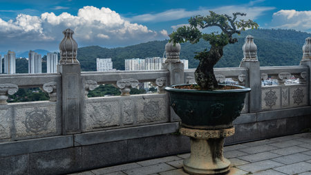 A dwarf bonsai tree grows in an ornamental pot next to a stone fence. The gnarled mossy trunk, green leaves on the branches. In the distance - city houses, a mountainの写真素材