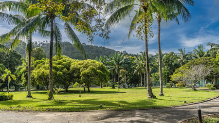 Tall palm trees and green bushes grow on the lawn in the tropical park. The paved path goes around the clearing. Lamps on the roadsides. A hill against a blue sky and clouds.の写真素材