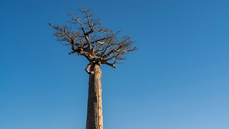 A lonely baobab against a clear blue sky. A tall, thick trunk of an exotic tree and a compact crown with intricately twisted branches. Copy space. Madagascarの写真素材