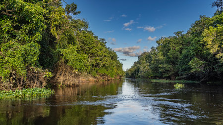A calm river flows through the Borneo rain forest. Impenetrable thickets of trees on the shore....