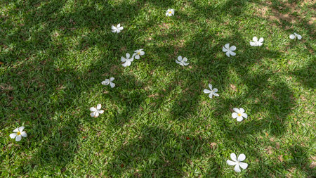 Fallen flowers of Plumeria frangipani are scattered on the lawn. Elegant curved white petals, yellow center. Background- green grass. View from above. Malaysiaの写真素材