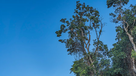 Long-nosed proboscis monkeys Nasalis larvatus perched high in the trees. Animals on the branches...