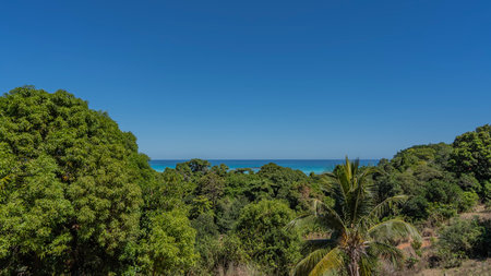 Impenetrable thickets of tropical plants, shrubs and palms of Madagascar. The turquoise ocean is visible in the distance. Clear blue sky. Copy space. Nosy Iranjaの写真素材