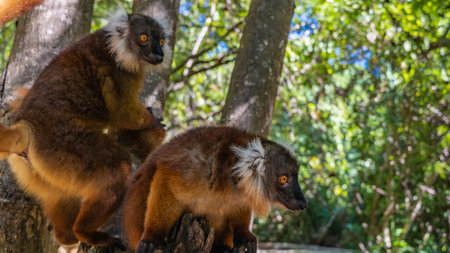 Two curious female lemurs Eulemur macaco are sitting on a tree trunk, watching intently. Fluffy...