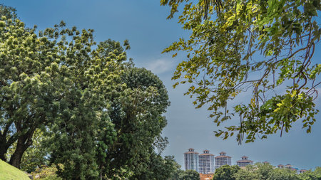 The green branches of lush tropical trees against a clear blue sky. A row of multi-storey city...
