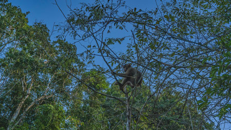 A wild short-tailed monkey Macaca arctoides sits on a tree against a blue sky background. The animal...